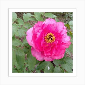 Peony in Japan 6 Art Print