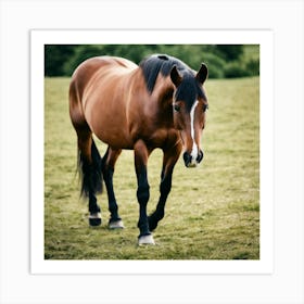 Horse In A Field 7 Art Print