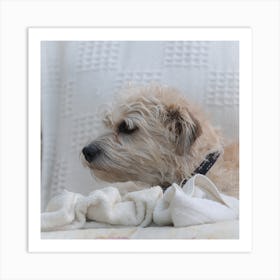 Dog Laying On A Blanket 1 Art Print