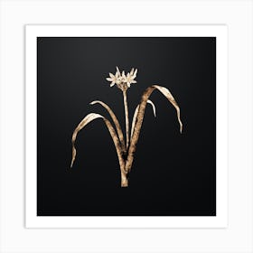 Gold Botanical Small Flowered Pancratium on Wrought Iron Black n.2005 Art Print