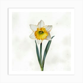 Daffodil 3 Art Print