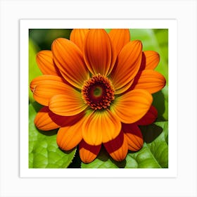 Orange Dahlia Flower Art Print