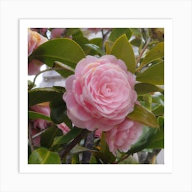 Pink Camellia 1 Art Print