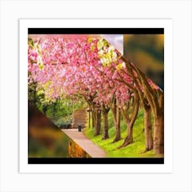 Cherry Blossoms Art Print