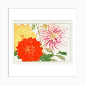 Dahlias Art Print