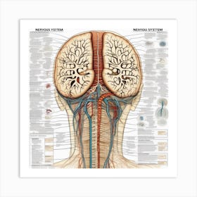 Vascular System Of The Human Head Art Print