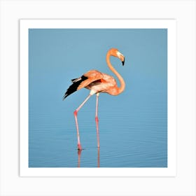 Flamingo Art Print