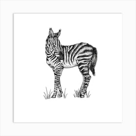Baby Zebra Square Art Print