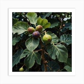 Fig Tree Art Print 3 Art Print