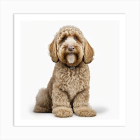 Poodle Art Print