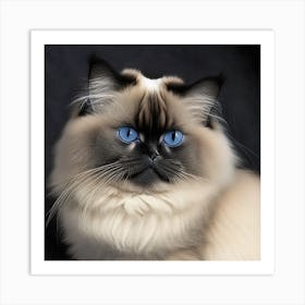 Himalayan Cat with Blue Eyes Art Print