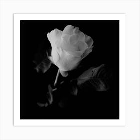 White Rose 2 Art Print