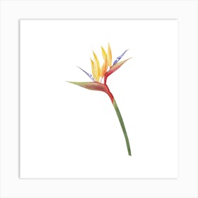 Bird Of Paradise Flower Art Print