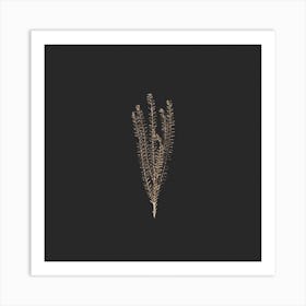 Delicate Gold Fynbos Botanicals On Black Square Art Print
