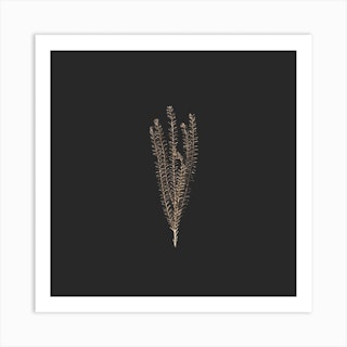 Delicate Gold Fynbos Botanicals On Black Square Art Print