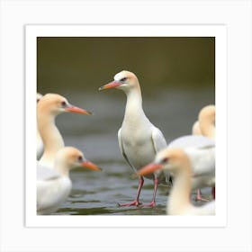 Arctic Terns Art Print