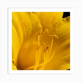 Yellow Daylily Macro Art Print