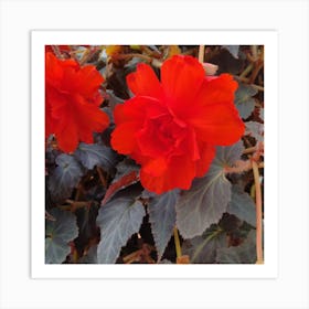 Begonias 2 Art Print