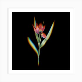 Prism Shift Tulipa Oculus Colis Botanical Illustration on Black n.0366 Art Print