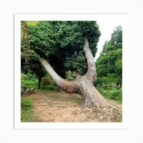 Twisted Tree Art Print