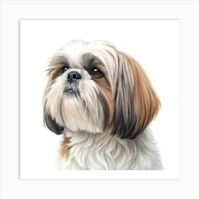 Shih Tzu Dog Portrait Poster