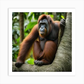 Orangutan Art Print