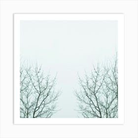 Bare Trees In The Fog Art Print