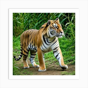 Tiger Feline Carnivore Predator Wild Stripes Roar Majestic Big Cat Wildlife Jungle Powerf (2) Art Print