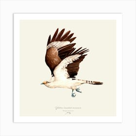 Yellow Headed Caracara Art Print