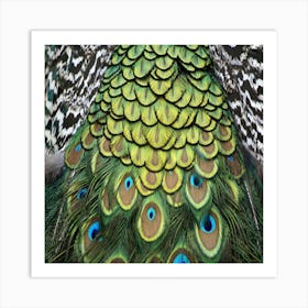 Peacock Feathers Peacock Bird Art Print