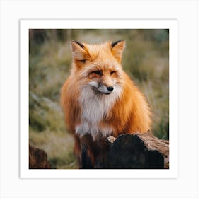 Fox In Forest Art Print