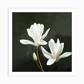 White Magnolia Flowers 1 Art Print