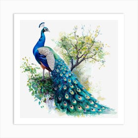 Peacock Art Print