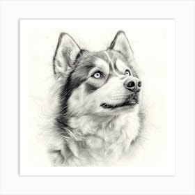 Siberian Husky Art Print