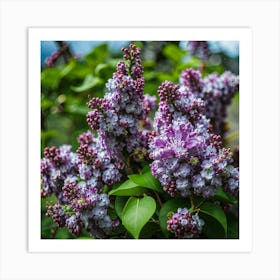 Lilas 3 Art Print