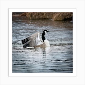 Firefly Head, Lake, Canada, Bird, Outdoors, Canadian Goose, Winter, Resting, Wing, Fowl, Water Bird, (11) Art Print