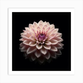 Pale Pink Dahlia Flower on Black Background Art Print