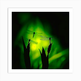 Dragonflies At Night Art Print