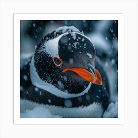 King Penguin 24 Art Print