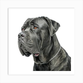 Cane Corso Dog Portrait Poster