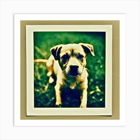 Dog In The Grass, Polaroid Picture Art Print