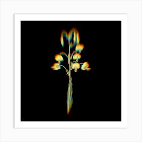 Prism Shift Lilium Pyrenaicum Botanical Illustration on Black n.0320 Art Print
