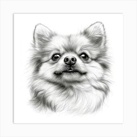 Pomeranian Art Print