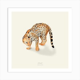 Ocelot Art Print