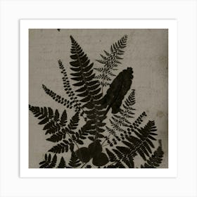 Ferns Art Print