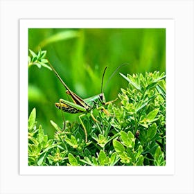 Grasshopper On A Plant Art Print