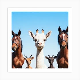 Llamas And Goats Art Print