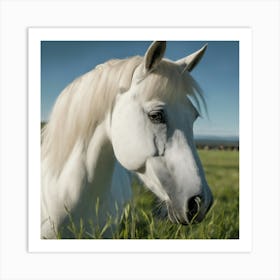 White Horse In The Grass Art Print
