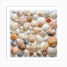 Sea Shells On White Background Art Print