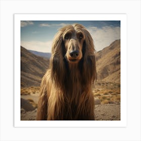 Afghan Hound Art Print